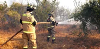 Evacuaciones en La Araucanía: 200 hectáreas arrasadas por incendio forestal.