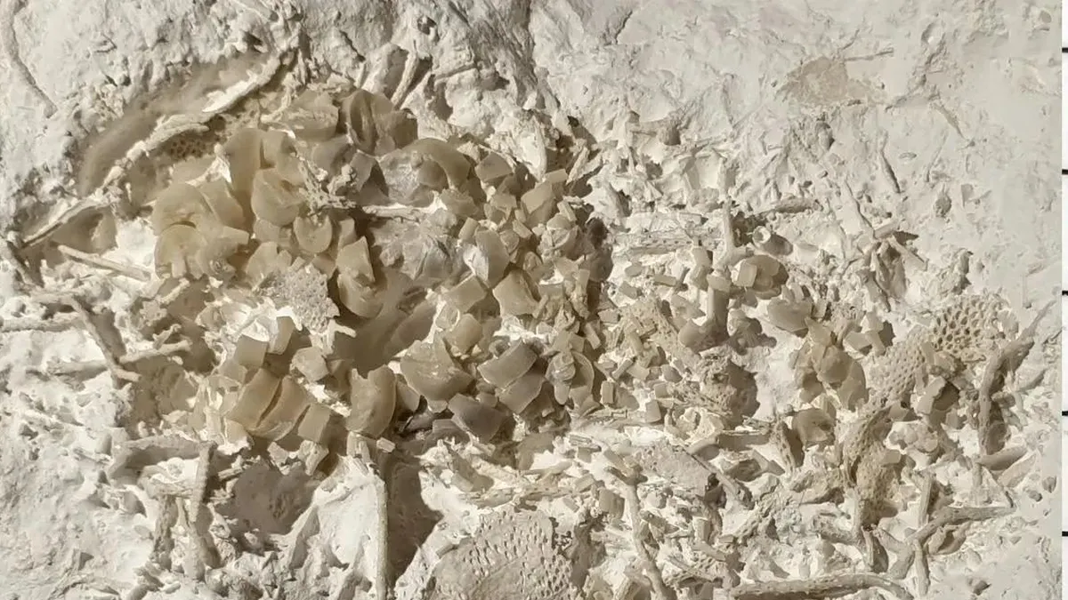 Descubren vómito fosilizado de hace 66 millones de años en Dinamarca.