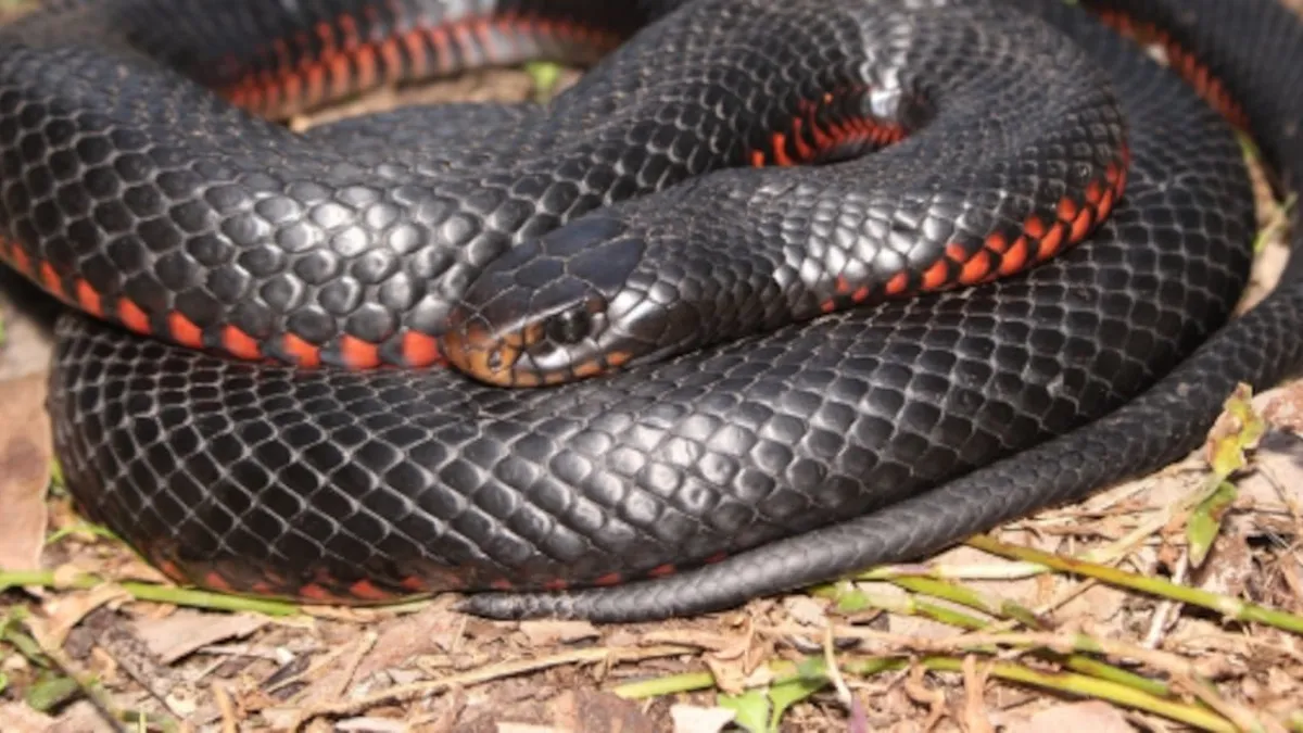 102 serpientes descubiertas en el patio de una casa en Sydney