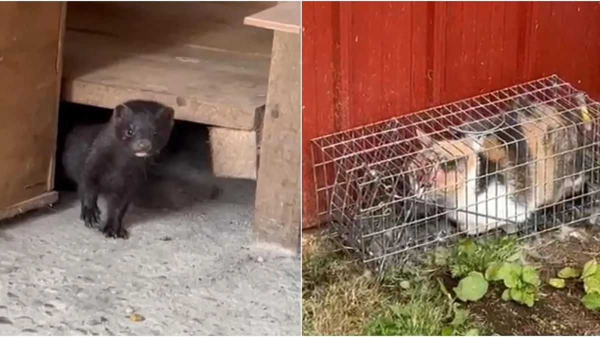 Visón causa alarma en Jardines del Mar: vecinos temen por sus mascotas y la biodiversidad local