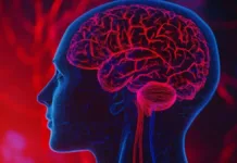 La vitamina B: clave para mantener la salud cerebral y combatir el envejecimiento.