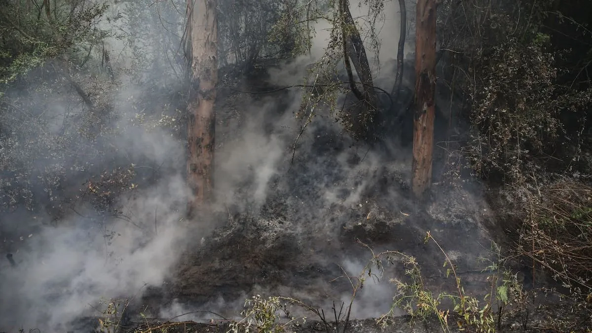 Tragedia en Ercilla: brigadista de CMPC fallece tras accidente en combate de incendio forestal