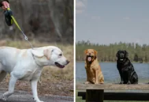 Genes compartidos entre humanos y labradores influyen en la obesidad.