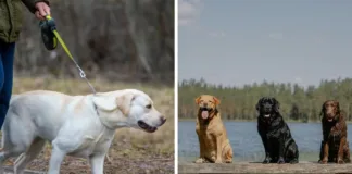 Genes compartidos entre humanos y labradores influyen en la obesidad.