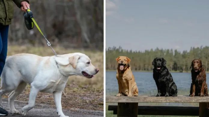 Genes compartidos entre humanos y labradores influyen en la obesidad.