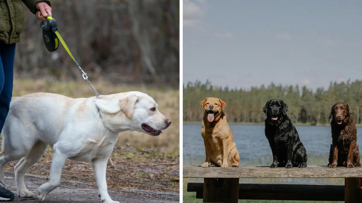 Genes compartidos entre humanos y labradores influyen en la obesidad.