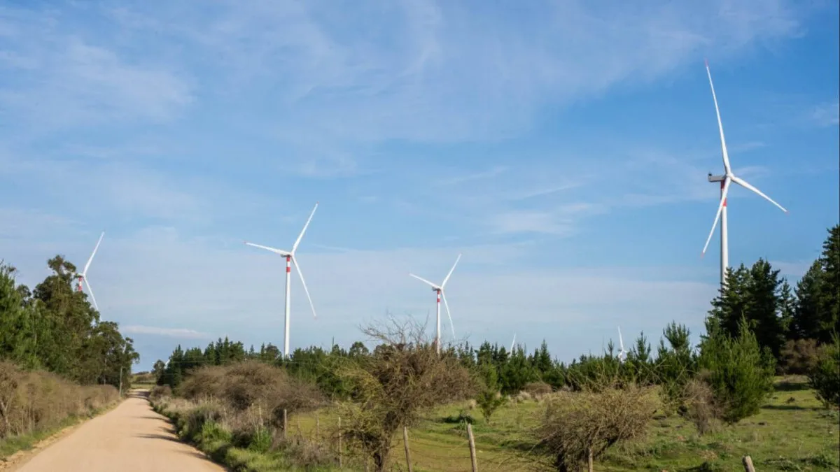 La fauna chilena enfrenta nuevos retos por la expansión de parques eólicos.