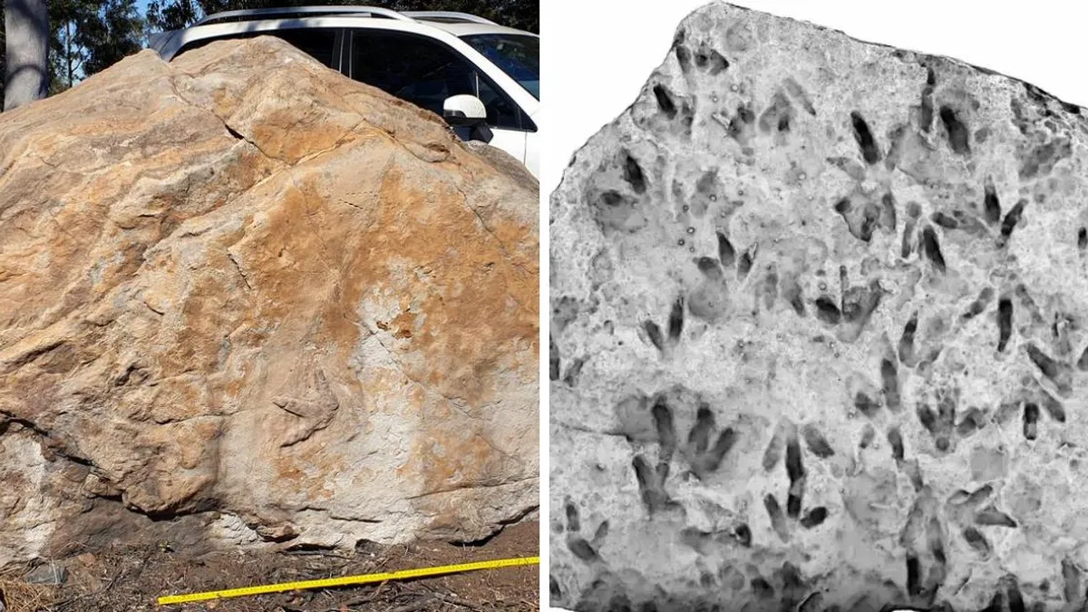 Descubren huellas de dinosaurio de 200 millones de años en una escuela australiana, revelan científicos