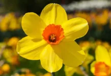 Descubre el significado de regalar narcisos: belleza