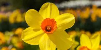 Descubre el significado de regalar narcisos: belleza