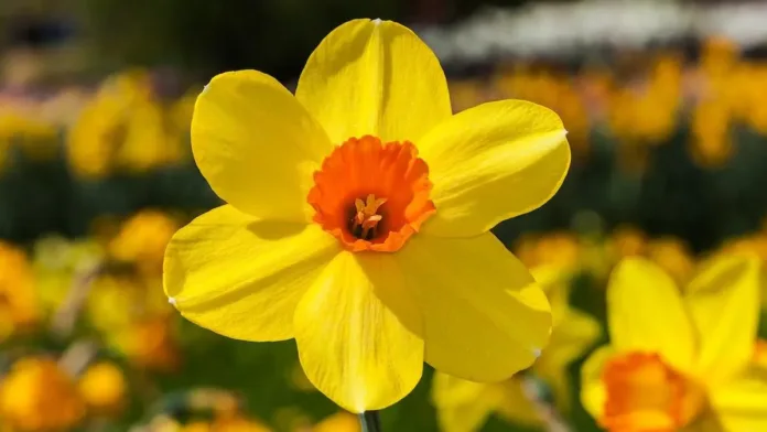 Descubre el significado de regalar narcisos: belleza