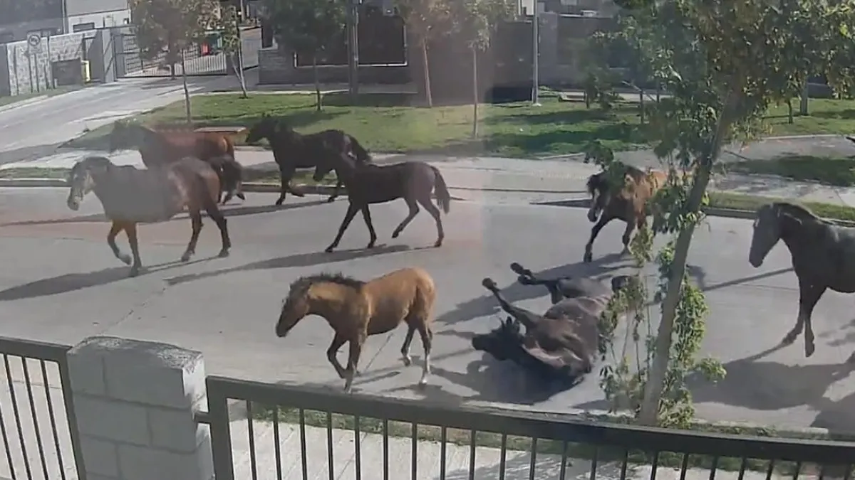 Caballos y vacas sueltos en Talcahuano generan preocupación por posibles accidentes.