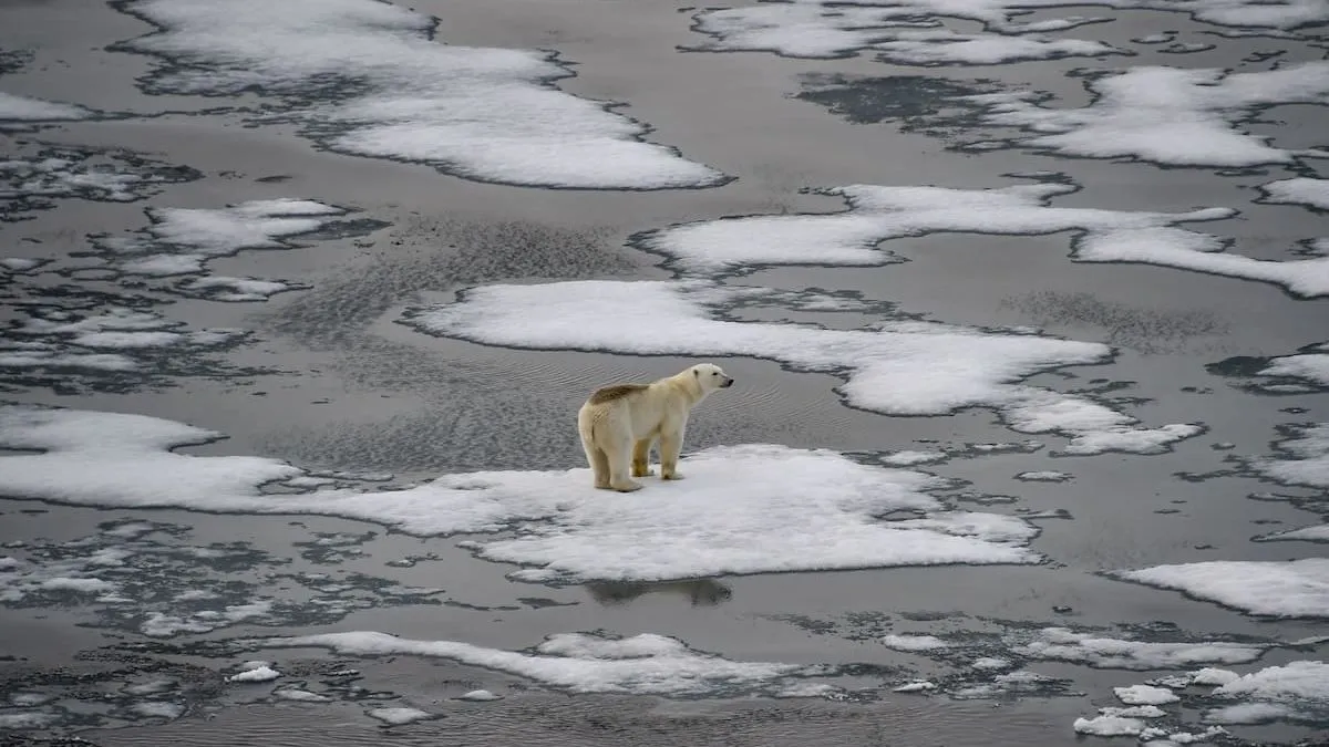 Mínimo histórico de hielo marino en febrero y aumento de temperaturas