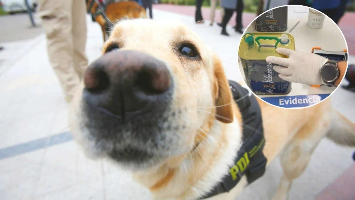 Aduanas de Santiago incauta más de 2.100 pastillas de éxtasis en operativos recientes