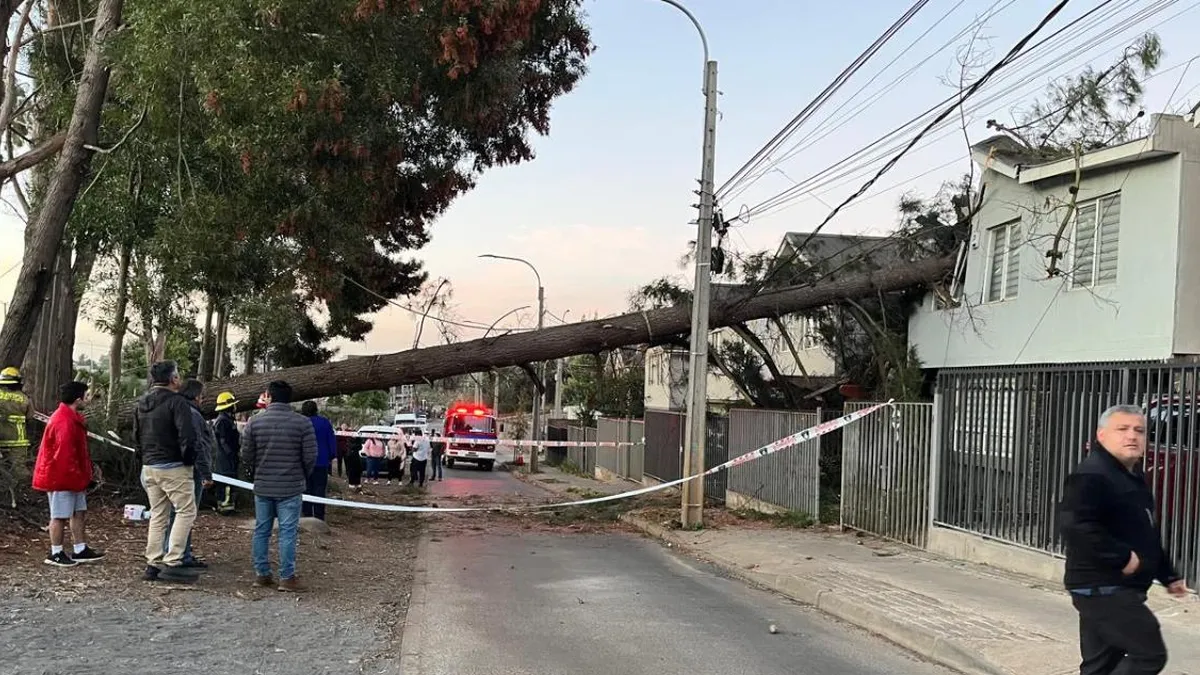 Árbol de gran tamaño cae sobre casa en Temuco, sin heridos pero con daños significativos