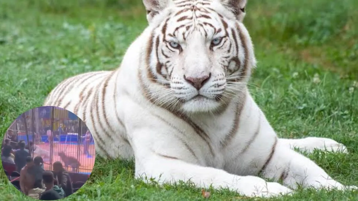 Tigre blanco ataca a trabajador en circo de El Cairo, desata pánico y amputación de brazo