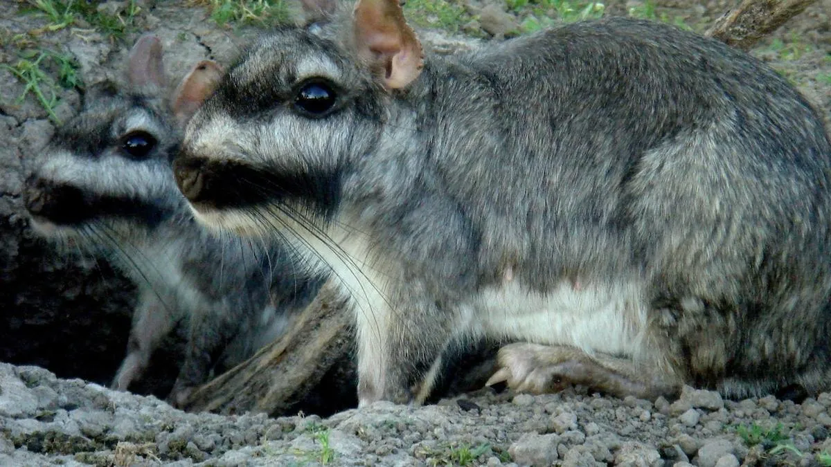 Estudio revela que vizcachas pueden liberar hasta 326 óvulos, un récord en mamíferos que sorprende a la ciencia