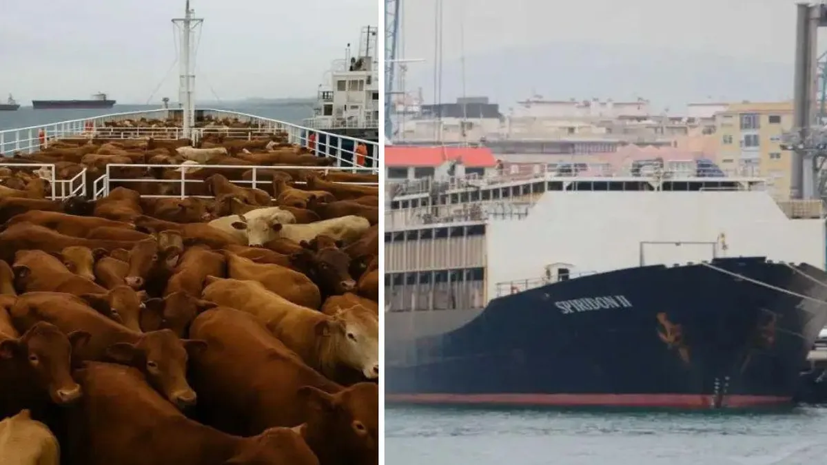 Barco varado en alta mar: casi 3.000 vacas en peligro de muerte.