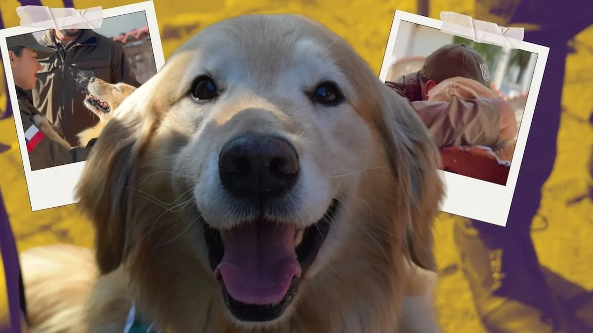 Flipper, el perro antidrogas de Carabineros, se retira tras seis años de servicio