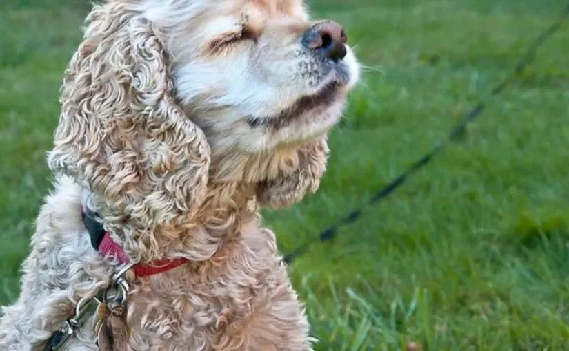 La justicia de Hualpén condena a mujer por el ruido constante de su perro.