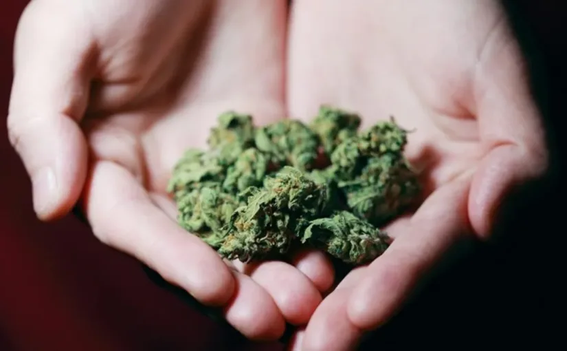 Corte Suprema confirma condenas a organizadores de evento de cannabis en Concepción tras rechazar recurso de nulidad