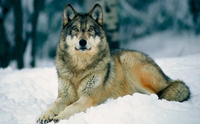 Tribunal de Gelderland suspende caza de lobo en parque nacional tras evaluar falta de evidencia de peligro inminente