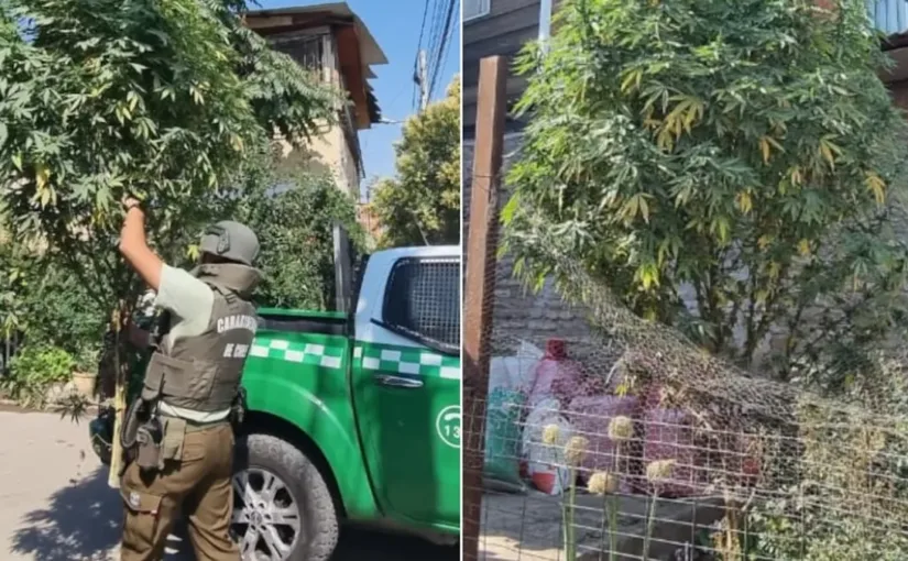 Carabineros sorprende al descubrir planta de marihuana decorada como árbol de Navidad en plena calle de San Bernardo