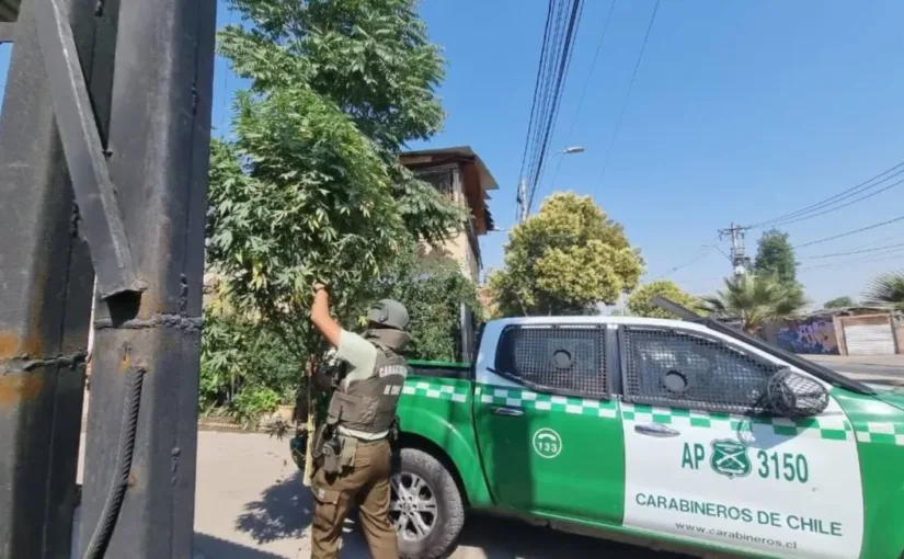 Insólito hallazgo: un árbol navideño de marihuana iluminado en San Bernardo.