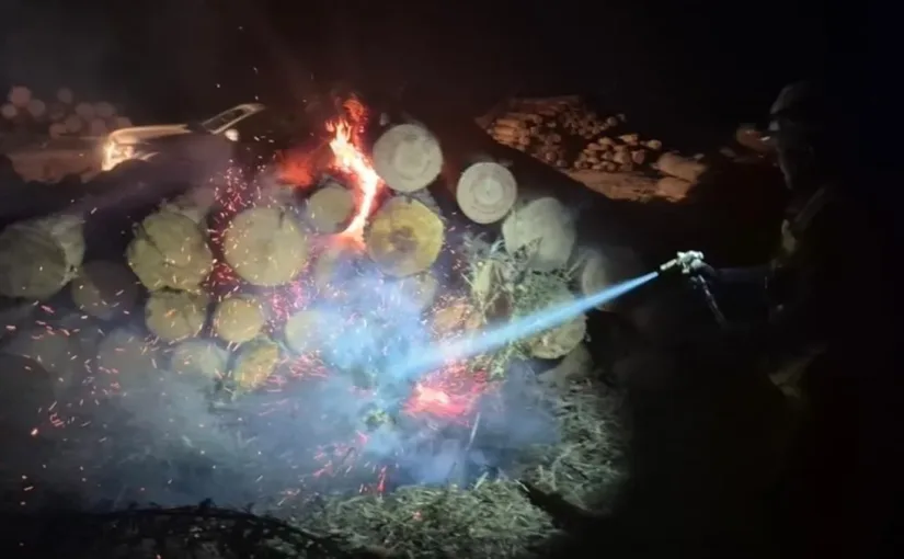 Hombres robando madera en Arauco