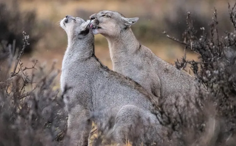 Timothy Dhalleine: el fotógrafo francés que encontró su hogar en la mágica Patagonia y lucha por su conservación
