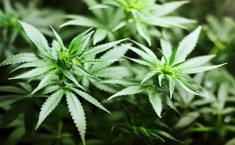 Trump firma orden ejecutiva para acelerar la reclasificación de la marihuana, buscando eliminar barreras burocráticas y facilitar investigaciones médicas