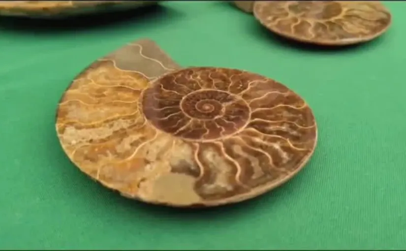 Desmantelan red de contrabando de fósiles en Barrio Meiggs: dos detenidos por venta ilegal de especies protegidas