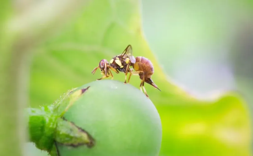 La Comisión de Constitución aprueba sanciones por introducir enfermedades animales.