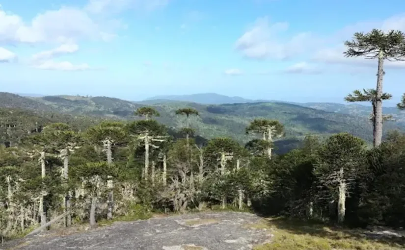 Conaf se compromete a recuperar el Parque Nacional Nahuelbuta tras años de abandono y ataques incendiarios en la zona
