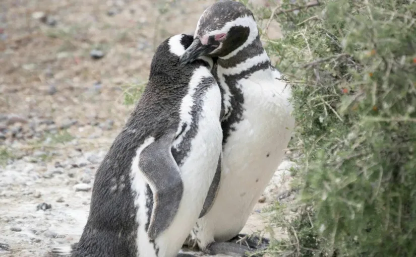Disminución del 85% en pingüinos de Magallanes: un llamado a la gestión turística.