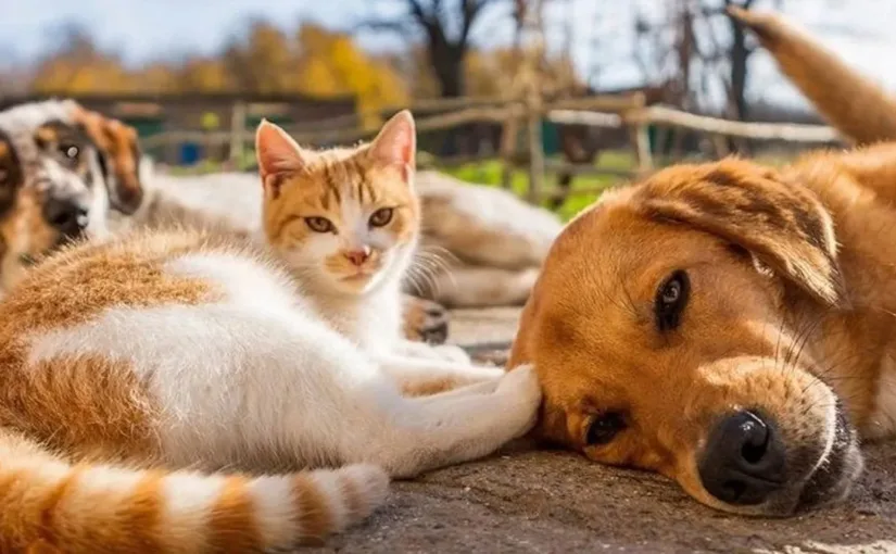 Consejos esenciales para proteger a nuestras mascotas del calor extremo este verano y evitar golpes de calor y deshidratación