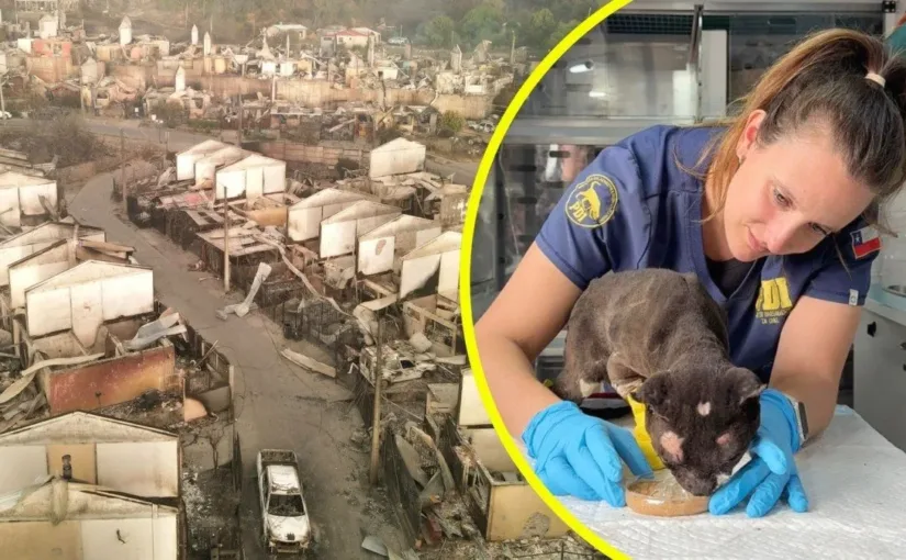 La PDI y su Brigada Canina apoyan a animales heridos en incendios en Ñuble y Biobío.