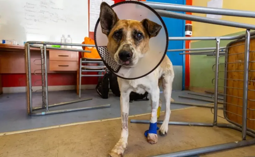 Vecinos de Penco lanzan 'Animales Perdidos' para ayudar a mascotas afectadas por incendios.