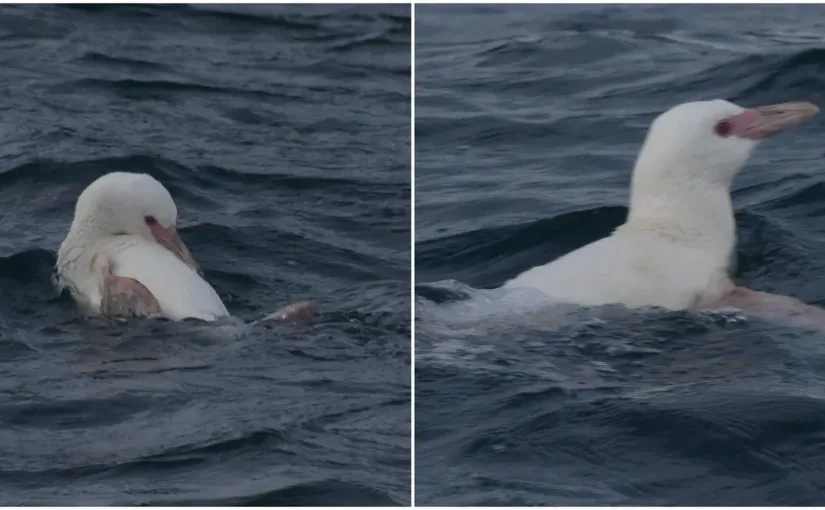 Descubren pingüino albino en Biobío: un hallazgo crucial para su conservación.