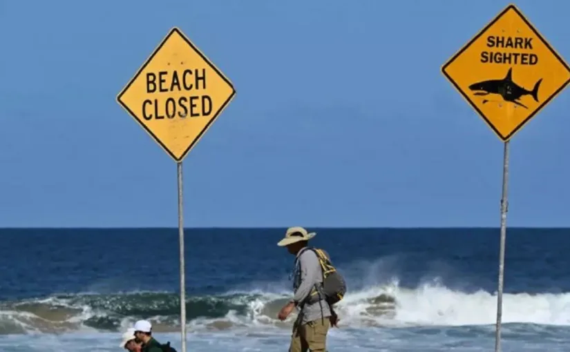 Niño de 12 años en estado crítico tras feroz ataque de tiburón en playa de Sídney, Australia