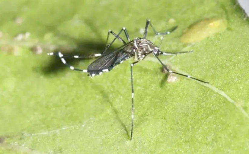 Alerta en Santiago: Detectan mosquito Aedes aegypti en Aeropuerto, potencial transmisor de dengue y otras enfermedades