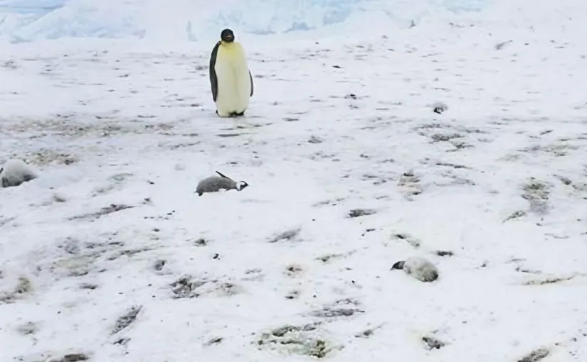 Científicos alertan sobre nueva cepa de gripe aviar en la Antártida que podría acabar con 100% de aves infectadas