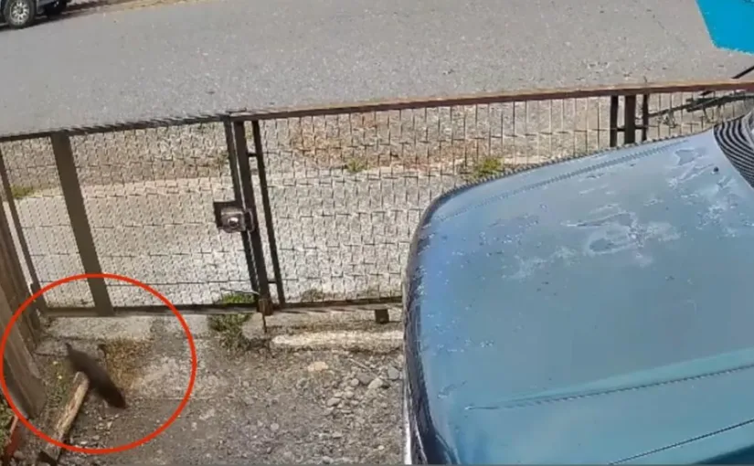 Visón americano causa alarma en Freire: vecinos preocupados por su presencia en zonas urbanas y rurales