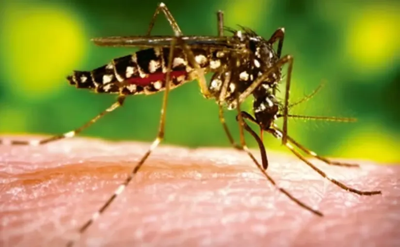 El Aedes aegypti en Santiago alerta sobre el riesgo de dengue en Chile.