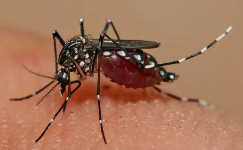 Alerta sanitaria: Aedes aegypti detectado en Aeropuerto de Santiago.