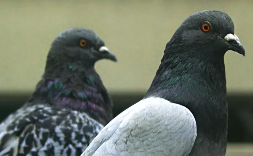 Neiry Group: biodrones controlados por palomas para monitoreo y espionaje.