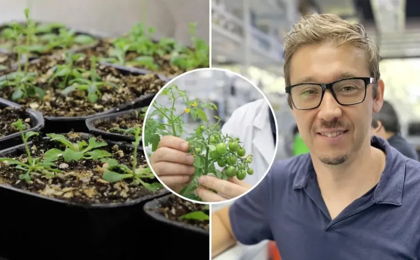 Estudio chileno revela cómo las plantas eligen entre crecer o defenderse ante sequía.