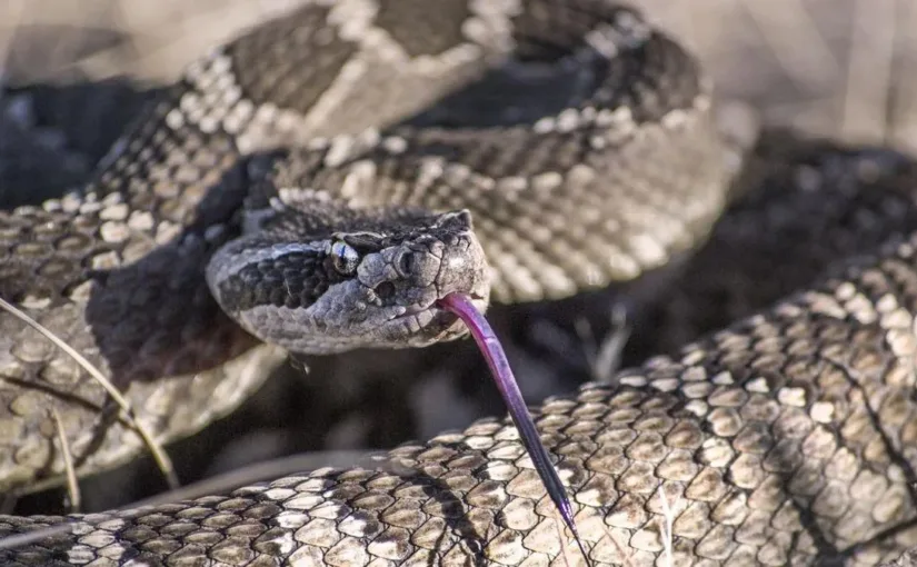SAG intensifica búsqueda de serpiente cascabel en San Antonio tras avistamientos de vecinos preocupados por su presencia