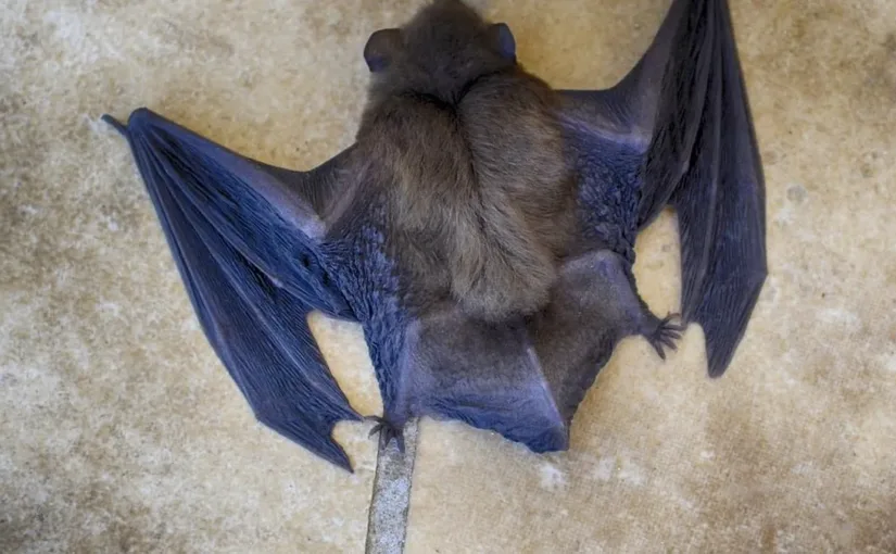 Campaña gratuita de vacunación contra la rabia para mascotas en Valparaíso.